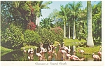 Click here to enlarge image and see more about item p13426: Flamingos in Tropical Florida Postcard p13426 1962