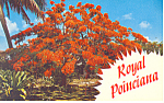 Royal Poinciana Tree FL Postcard p16470