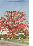 Florida Kapok Tree Postcard p1777