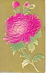 Old Time Embossed Flower Postcard p18873 1916