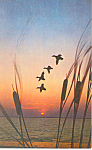 Ducks in Flight Eastern North Carolina Postcard p19726