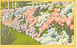The Seashore s Favorite Flowers Hydrangeas Postcard p19803