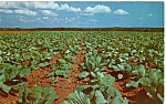 Click here to enlarge image and see more about item p23536: A Cabbage Field Postcard p23536