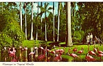 Flamingos in Tropical Florida Postcard p25067 1975