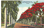 Royal Poinciana Amidst Royal Palms in Florida p25144