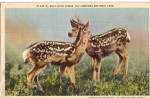 Mule Deer Fawns Postcard p25836