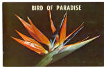 Click here to enlarge image and see more about item p27066: Bird of Paradise Postcard p27066
