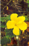 Hibiscus Native Flower of Florida Postcard p28358