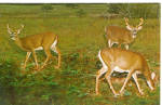 Herd of Alert Bucks Eating Postcard p28487