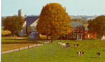 Typical Amish Farm Postcard p28970