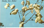 Click here to enlarge image and see more about item p28997: Cotton on the Plant Postcard p28997