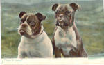 Picture of Two Boxer Dogs Raphael Tuck Postcard p30558