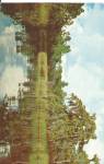 River Scene Tree with Spanish Moss Postcard p31023