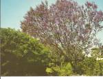 The Jacaranda Tree Postcard p31110