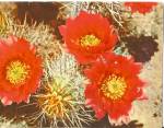 Flowers of the Red Hedgehog Cactus Postcard p31113
