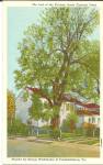 Last of the Thirteen Horse Chestnut Trees Postcard p31175