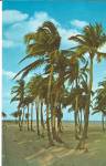 Palms and Beach Florida p31598