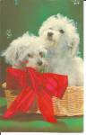 Pair of Toy Poodles in Basket Postcard p31870