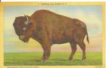 Click here to enlarge image and see more about item p32367: Bison or Buffalo on a Linen Postcard p32367 1938