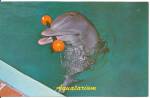 St Petersburg Beach FL Aquatarium Porpoise Entertains p32952