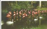 Sarasota Jungle Gardens Swans and Flamingos p33122
