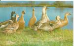 Click to view larger image of Mallard Ducks Postcard p33385 (Image1)