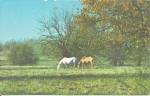 Horses Framed by Osage Orange Hedge in KS p33434