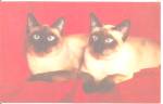 Click to view larger image of Pair of Siamese Cats postcard p33740 (Image1)