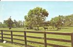 Lexington KY Blue Grass Horse Farm p33912