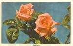 Pink Roses Postcard p34279