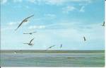 Sea Gulls on Outer Banks NC p34670
