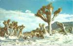 Joshua Tree Covered in Snow 1972 postcard p35831