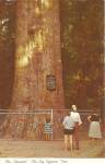 Click to view larger image of Sanford FL The Senator Cypress Tree p36025 (Image1)