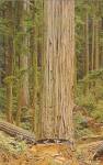 California Redwood Men in Undercut p36039