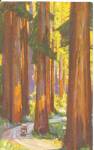 Redwoods in California Southern Pacific RR postcard p36115