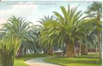 Los Angeles CA East Lake Park Date Palms 1909 p36411