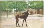 New York Zoological Park Sable Antelope p36483