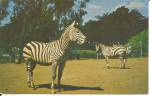 San Francisco Zoo Zebra postcard p36532