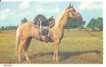 Palomino with Saddle postcard p36588