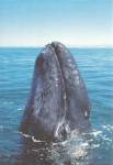 New Born Grey Whale Spy Hopping p37113