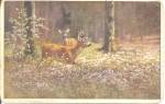 Click to view larger image of Buck and Doe in Forest p37274 (Image1)