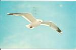 Click to view larger image of Soaring Seagull  over Door County p37427 (Image1)