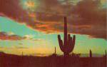 Saguaro in the Twilight P38024