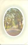 Click here to enlarge image and see more about item p38052: Tree Lined Country Lane Postcard P38052 1925