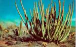 Click to view larger image of Organ Pipe Cactus Southern Arizona P38132 (Image1)