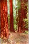 Click to view larger image of Cathedral Grove Muir Woods National Monument CA p38322 (Image1)