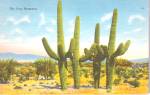 Saguaro Cactus The Four Horseman p38480