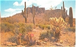 The Colorful Desert Postcard p3884