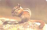 Click here to enlarge image and see more about item p39028: The Chipmunk Universal Habitant of Woods and Mountains p39028