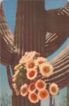 Saguaro Cactus in Bloom Postcard P40298
